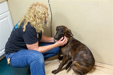 sd humane society oceanside|oceanside animal shelter adoptions dogs.